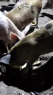 Pigs for Sale - Ajumako/Enyan/Essiam - 2
