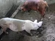 Pigs for Sale - Ajumako/Enyan/Essiam - 3