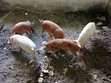 Pigs for Sale - Ajumako/Enyan/Essiam - 4