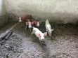 Pigs for Sale - Ajumako/Enyan/Essiam - 5