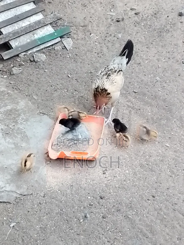 Local Chicken with 7 Chicks - 1