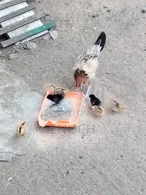 Local Chicken with 7 Chicks