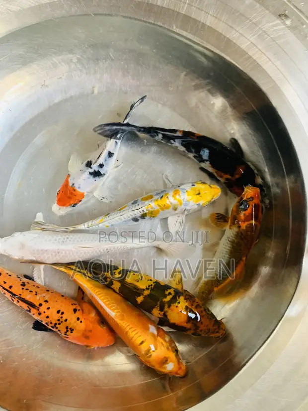 Jumbo Koi Fish - 1