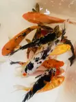 Jumbo Koi Fish - 2