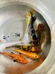 Jumbo Koi Fish - 3