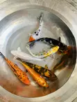 Jumbo Koi Fish - 4