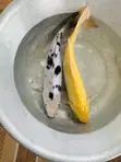 Jumbo Koi Fish - 5