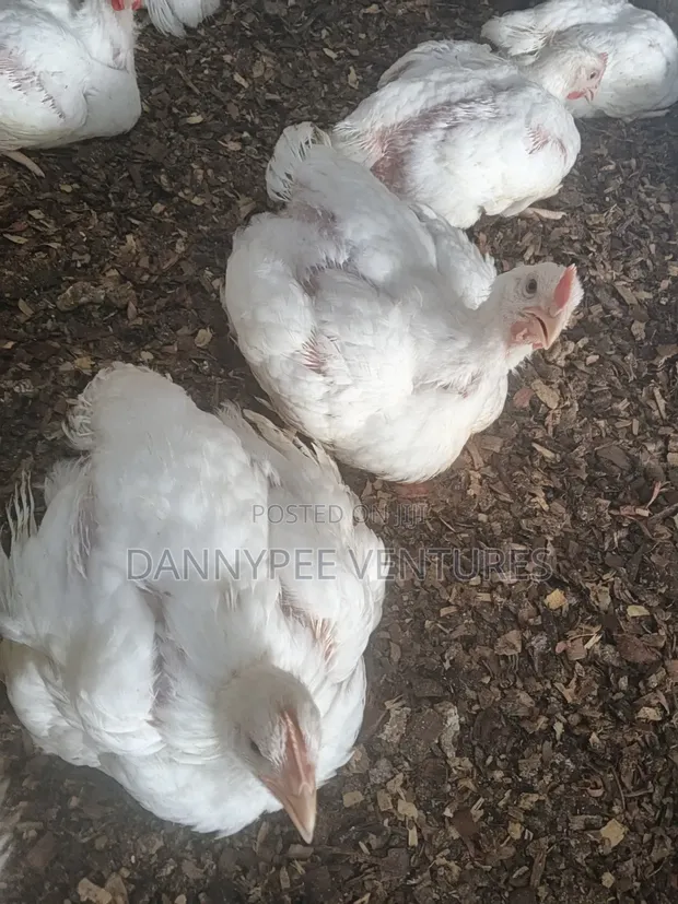 Poultry Broilers for Sale - 1