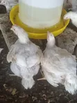 Poultry Broilers for Sale - 2