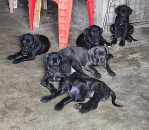 Purebred Cane Corso Puppy - 1-3 Months Male