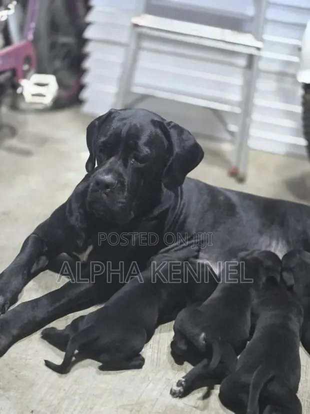 Female Purebred Cane Corso Puppy (1-3 Months) - 1