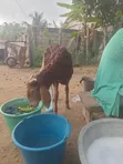 Young Cross Bred Ram - 4