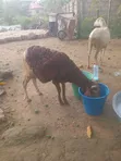 Young Cross Bred Ram - 5