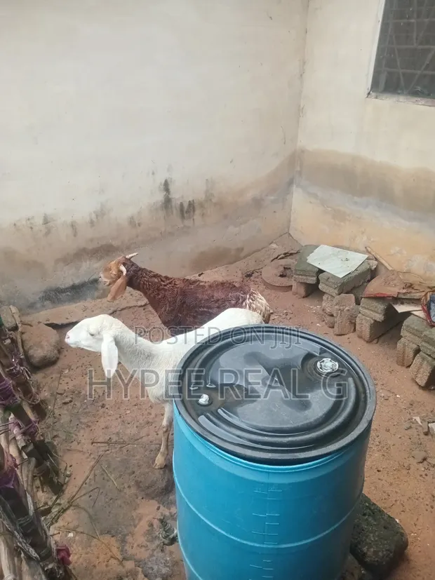 Young Cross Bred Ram - 1