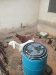Young Cross Bred Ram - 1