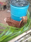 Young Cross Bred Ram - 2