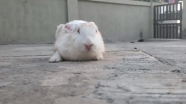 Rabbits for Sale - 1