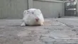Rabbits for Sale - 1