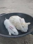 Rabbits for Sale - 2