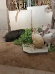 Rabbits for Sale - 3