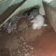 Rabbits for Sale - 4
