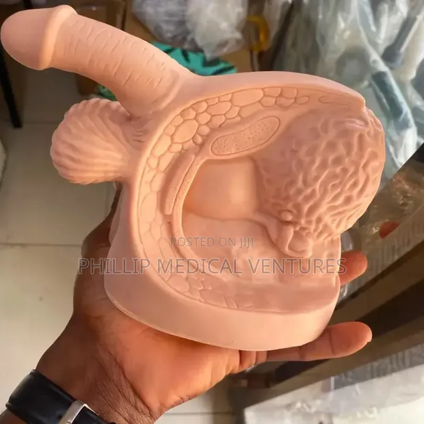 Male Genital Organ Anatomical Model - 1