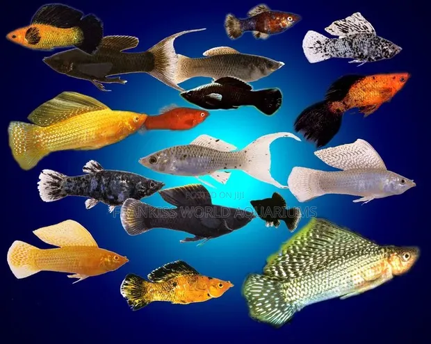 Assorted Mollies Fish - 1