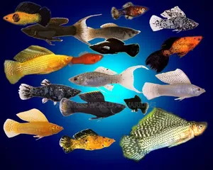 Assorted Mollies Fish