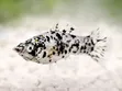 Assorted Mollies Fish - 2