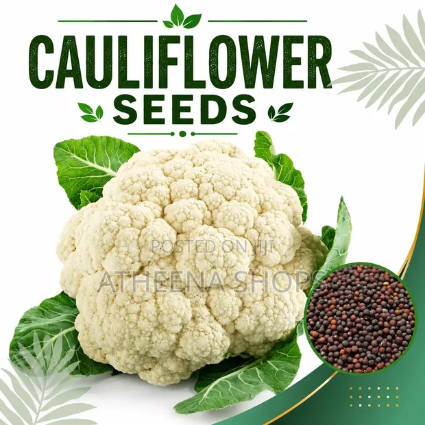 Organic Cauliflower Seeds - 1