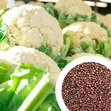 Organic Cauliflower Seeds - 2