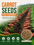 Organic Carrot Seeds (Sweet Variety F1) - 3