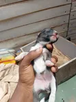 Female Mixed Breed American Bully Puppy (0-1 Month) - 1