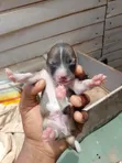 Female Mixed Breed American Bully Puppy (0-1 Month) - 2