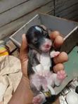 Female Mixed Breed American Bully Puppy (0-1 Month) - 3