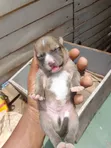 Female Mixed Breed American Bully Puppy (0-1 Month) - 4
