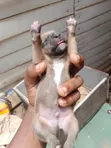 Female Mixed Breed American Bully Puppy (0-1 Month) - 5