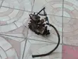 Ford Transit Diesel Injection Pump - Original Mechanical - 2