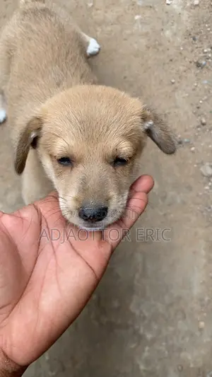 Male Mixed Breed Dog (0-1 Month)
