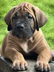 Purebred Boerboel Puppies - 1-3 Months Old - 1
