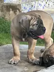 Purebred Boerboel Puppies - 1-3 Months Old - 2