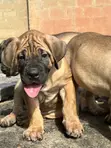 Purebred Boerboel Puppies - 1-3 Months Old - 3