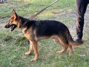 3-6 Month Male Purebred German Shepherd Puppy