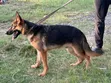 3-6 Month Male Purebred German Shepherd Puppy - 1