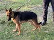 3-6 Month Male Purebred German Shepherd Puppy - 2