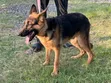 3-6 Month Male Purebred German Shepherd Puppy - 3