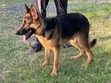 3-6 Month Male Purebred German Shepherd Puppy - 4