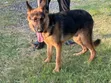 3-6 Month Male Purebred German Shepherd Puppy - 5