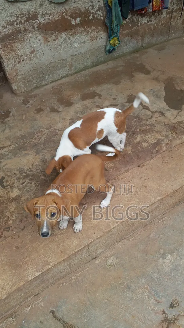 Male Mixed Breed Poodle Puppy (1-3 Months) - 1