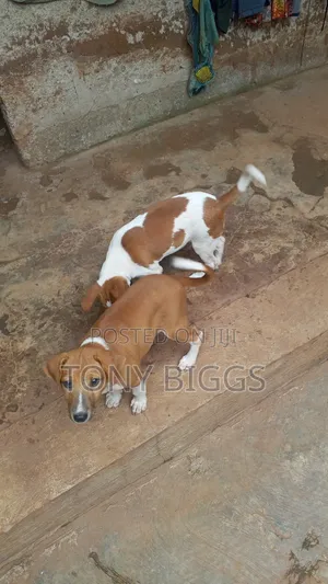 Male Mixed Breed Poodle Puppy (1-3 Months)